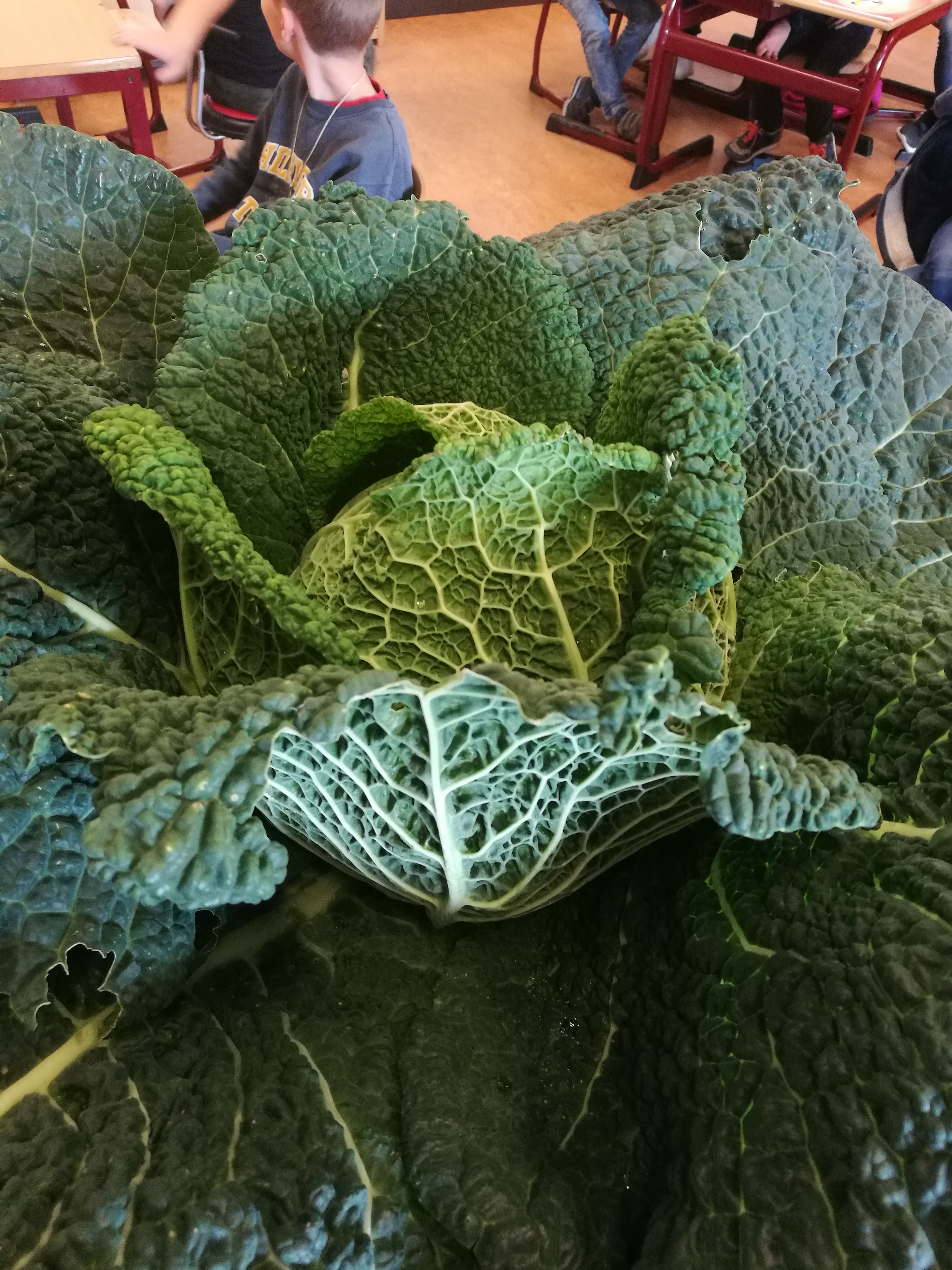 Groentetuin op school